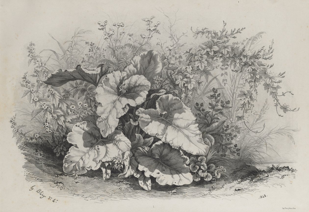 Pflanzenstudie aus einer Gruppe verschiedener Pflanzen, nach der Natur gezeichnet und lithographiert von Eugene Bléry