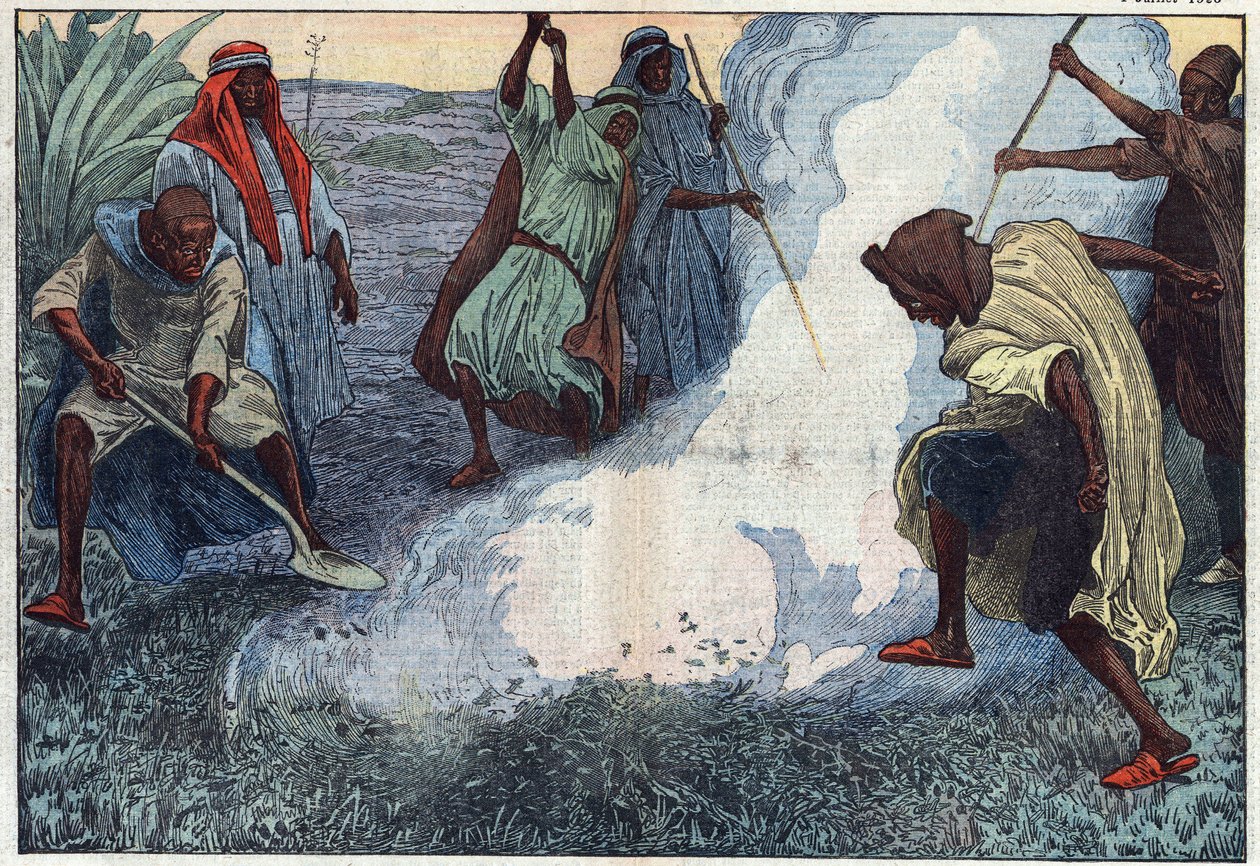 Die Zerstörung von Heuschrecken in Algerien: Die Araber verbrennen sie unter Schreien und Verwünschungen. Illustration von Damblans. In „Le Pelerin“ vom 4. Juli von Eugene Damblans