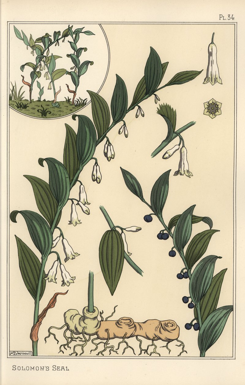 Botanische Illustration von Salomonsiegel, Polygonatum multiflorum von Eugene Grasset