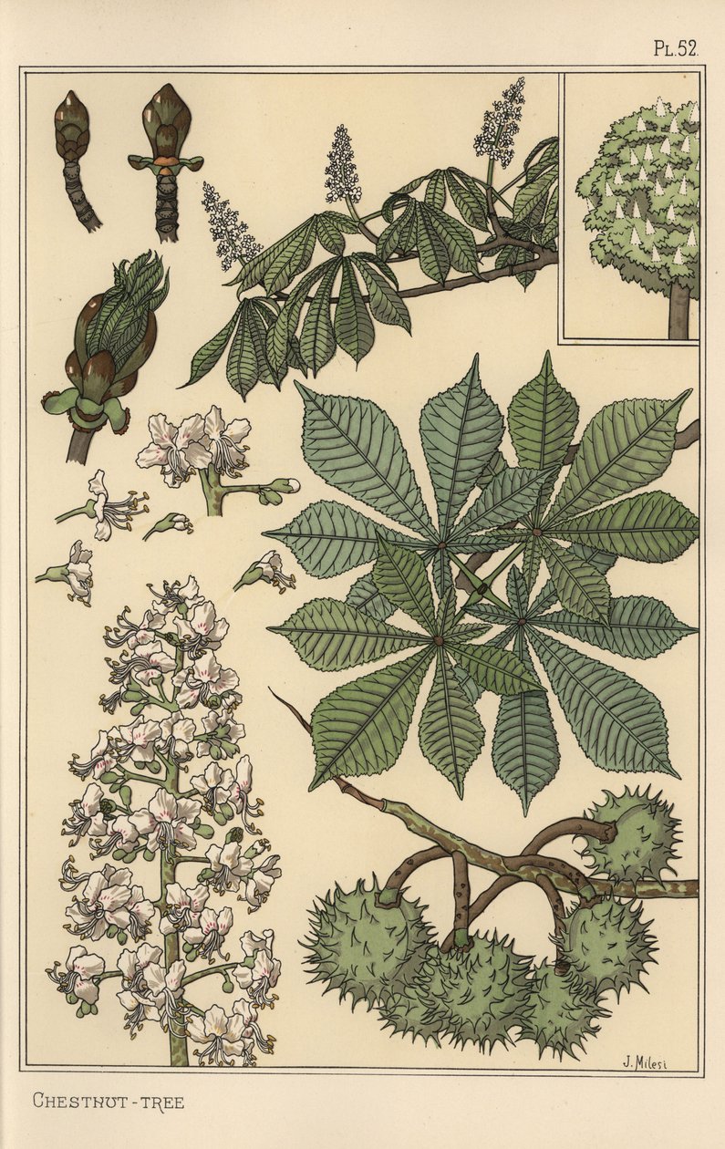 Kastanienbaum botanische Studie von Eugene Grasset