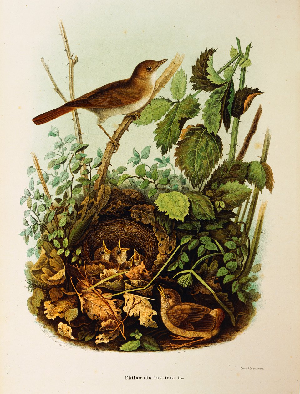 Illustration aus Eugenio Bettonis "Natural History of Birds that Nest in Lombardy" (Nachtigall) von Eugenio Bettoni, Oscar Dressler