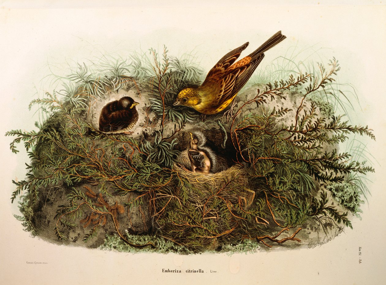 Illustration aus Eugenio Bettonis "Natural History of Birds that Nest in Lombardy" (Yellowhammer) von Eugenio Bettoni, Oscar Dressler