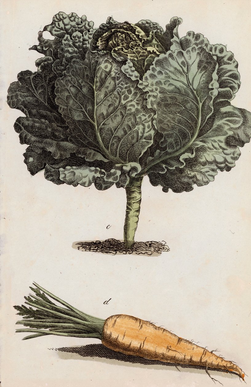 Kohl und Karotte von European School