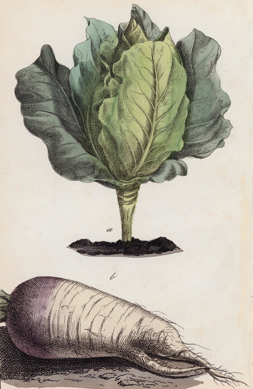 Kohl und Wurzelgemüse von European School