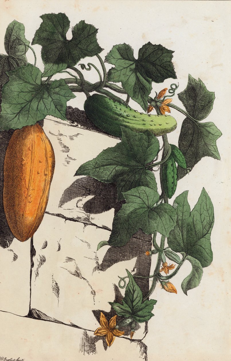 Gurkenpflanze (Farblithografie) von European School