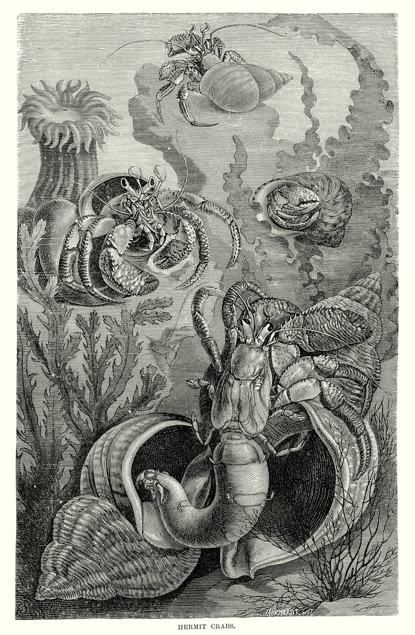 Einsiedlerkrebse von European School