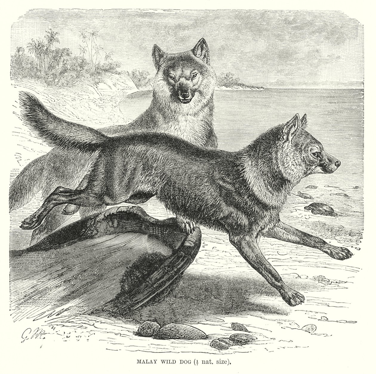 Malaiischer Wildhund (Gravur) von European School