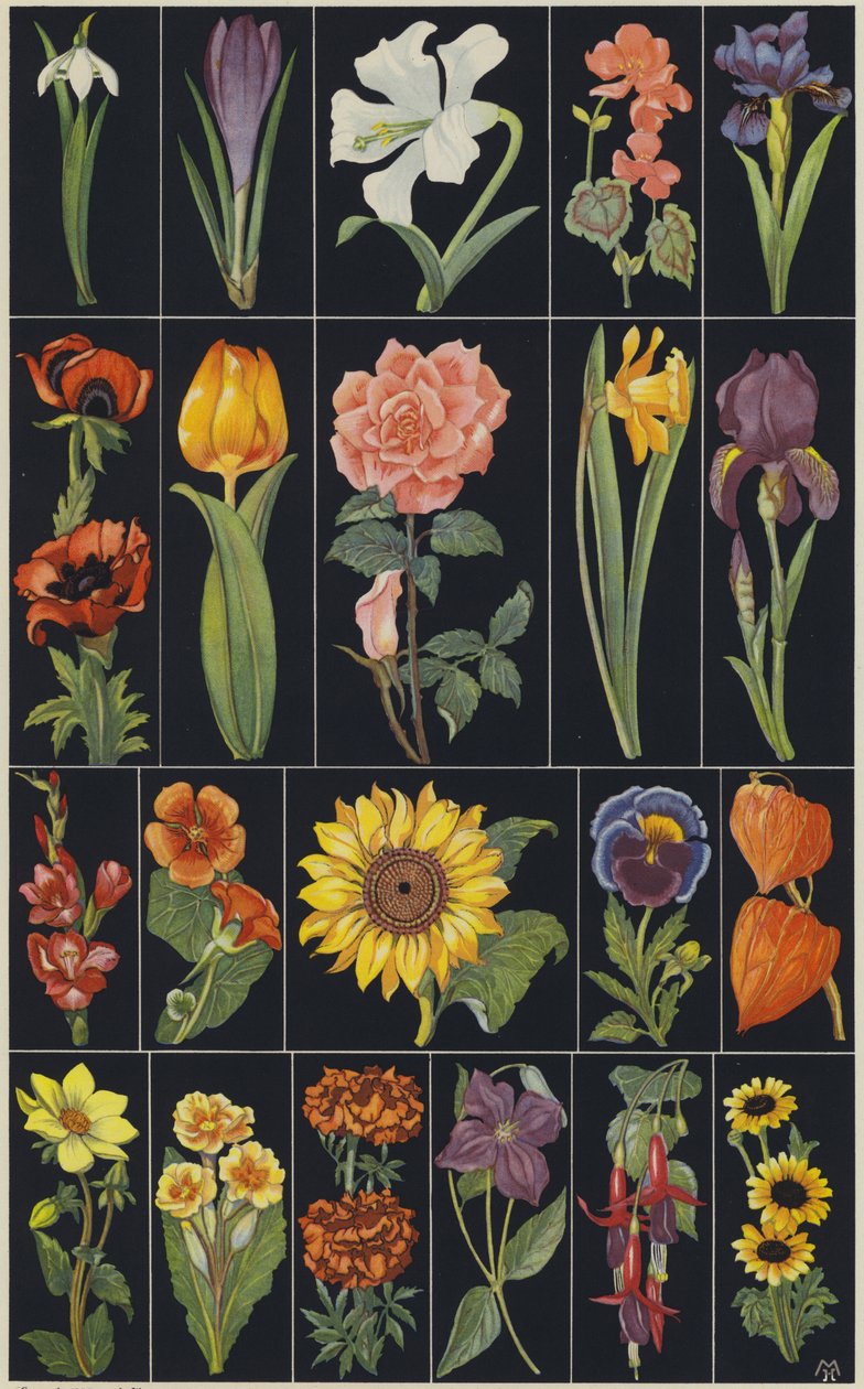 Seite aus einem Kinderbilderbuch, Blumen von European School