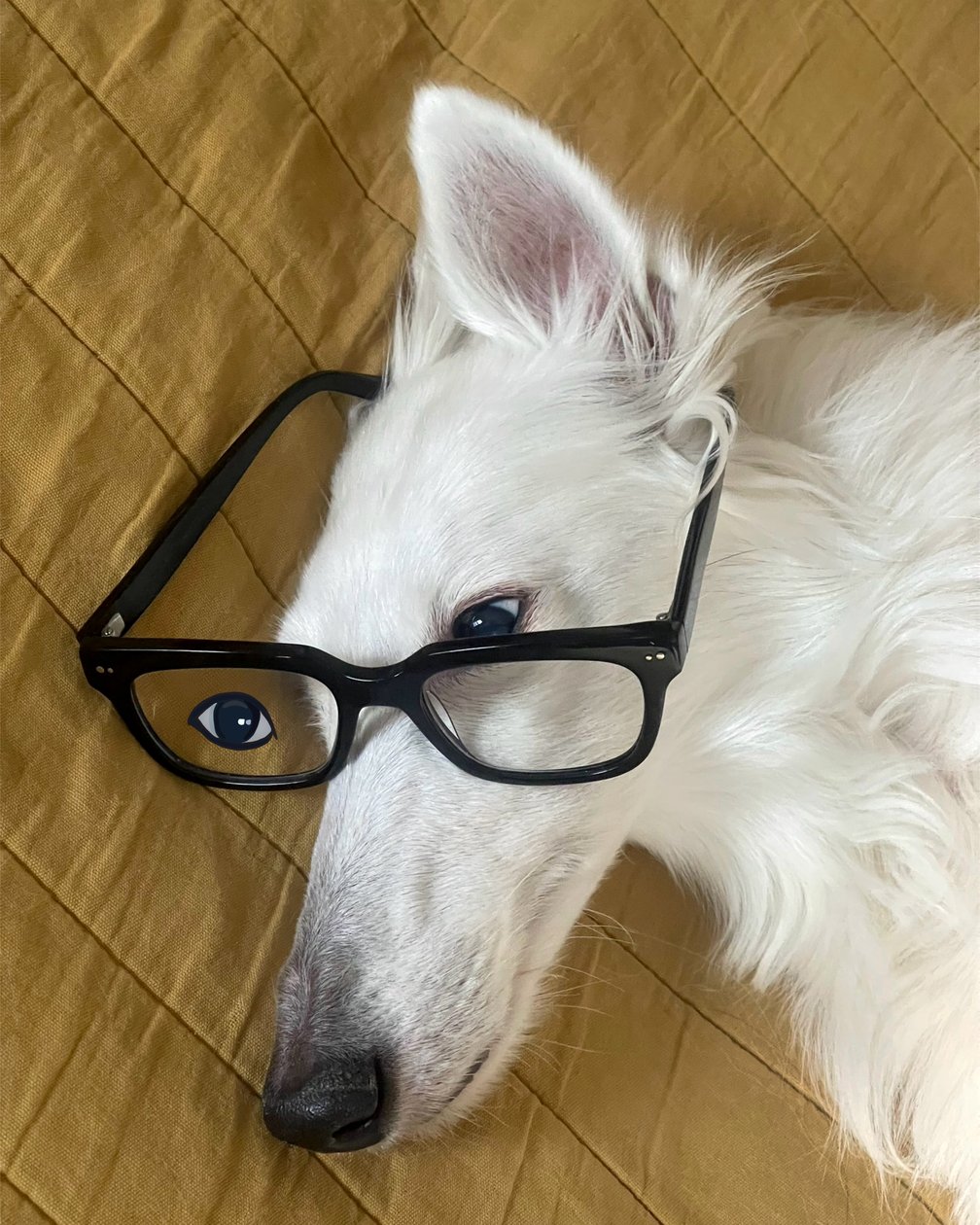 Hund im Bett mit Brille von Evan Sklar
