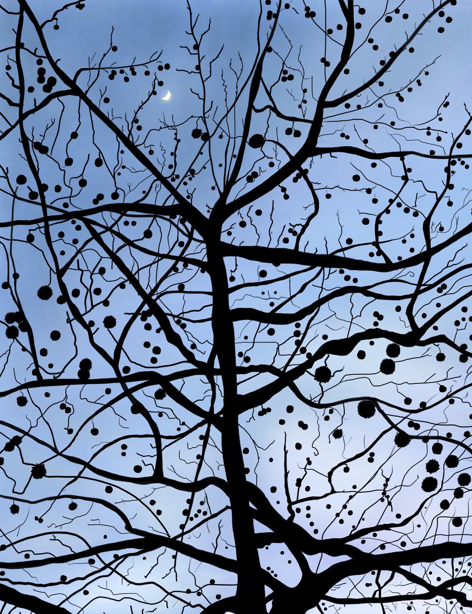 London-Platane und Mond, Brooklyn von Evan Sklar