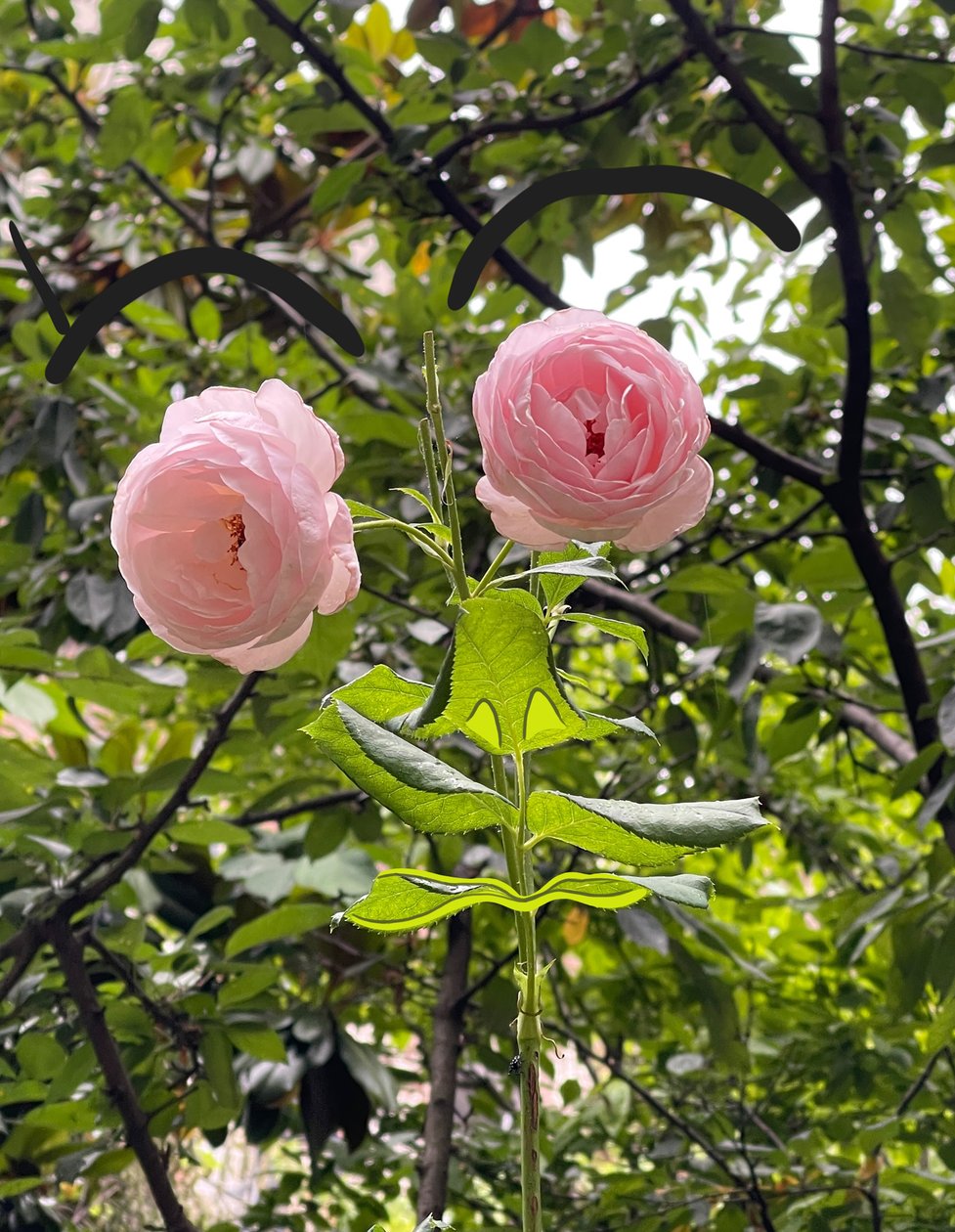 Rosen Gesicht, 2025 von Evan Sklar