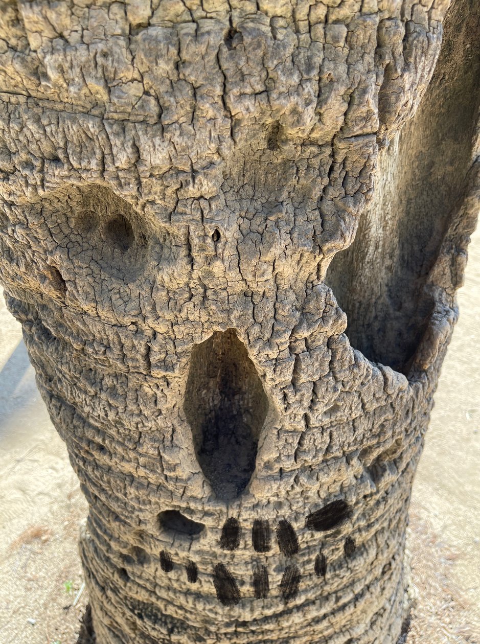 Schädelbaum von Evan Sklar