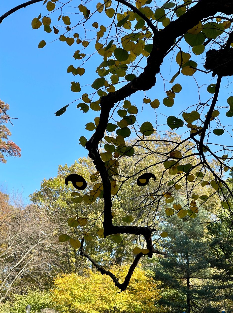 Lächelndes Baumzweiggesicht von Evan Sklar