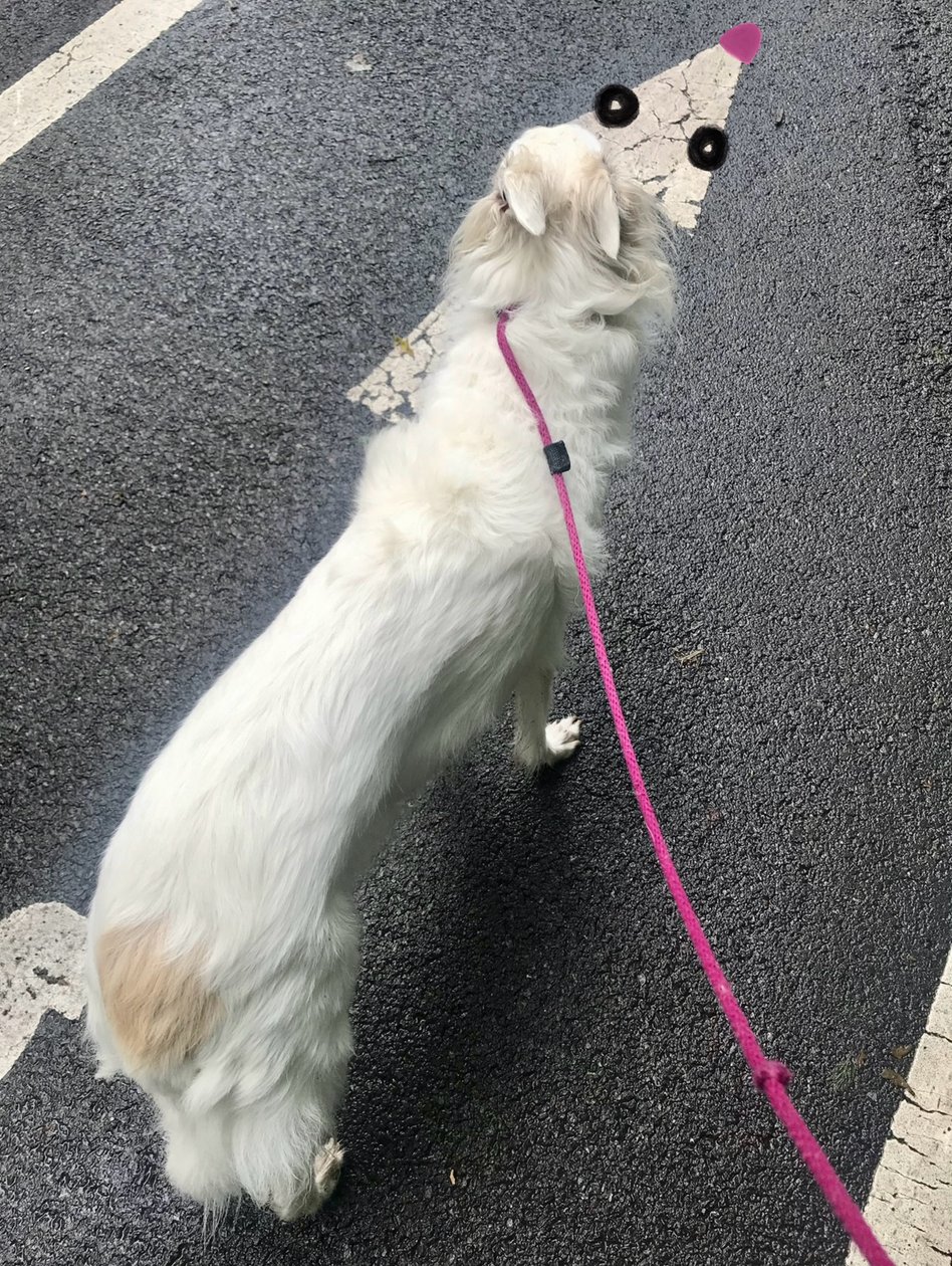 Gehende Penny von Evan Sklar