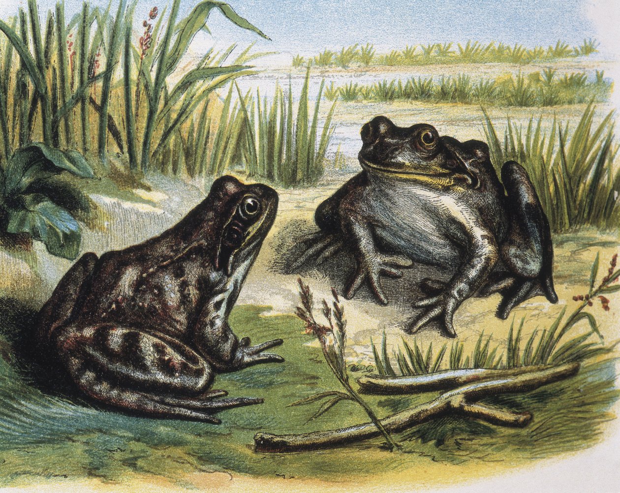 Europäischer Grasfrosch. Amphibien. Gravur nach einer Zeichnung von F. Padro. Gravur von F. (after) Padro