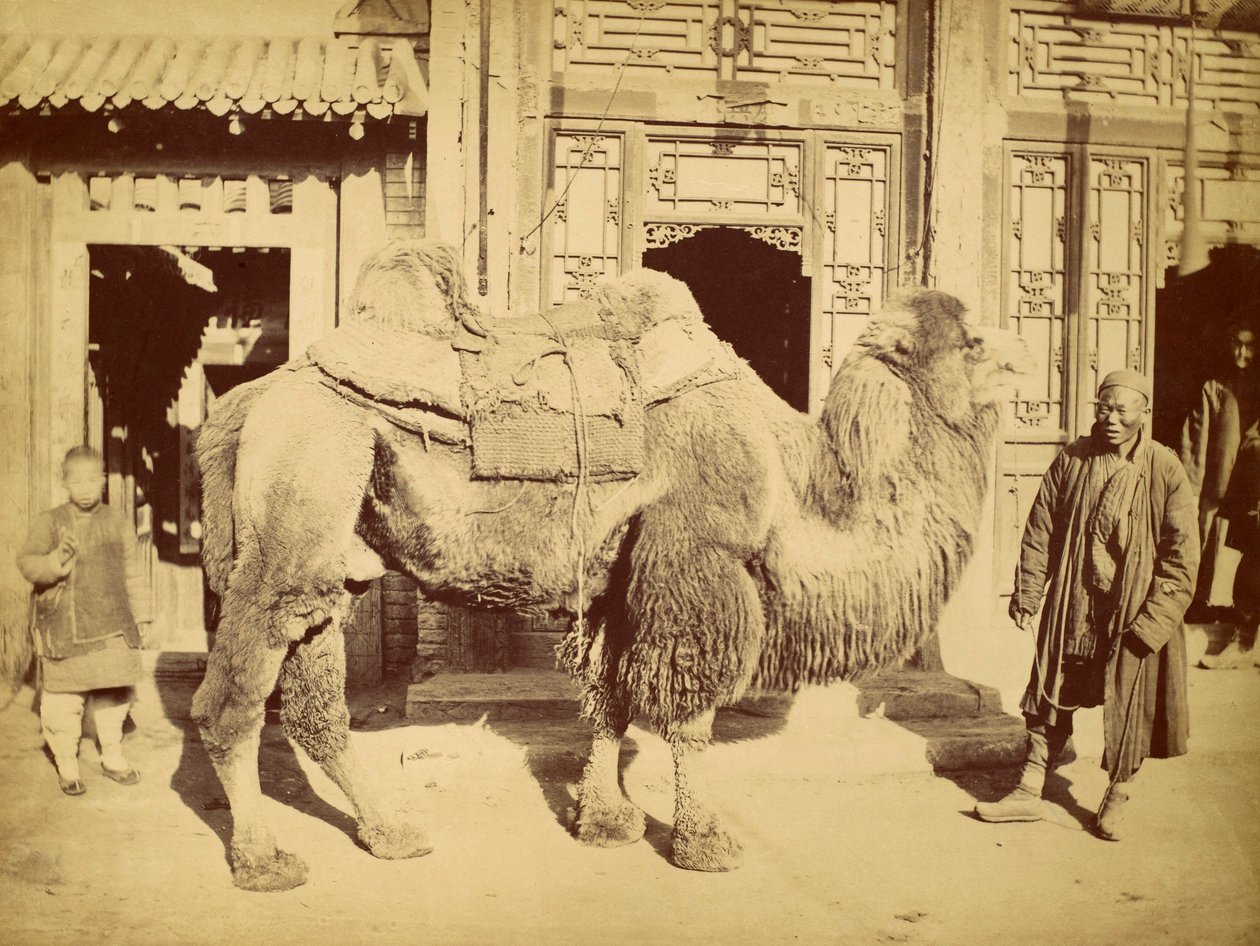 Baktrisches Kamel mit Führer, ca. 1860 (Fotogravur) von Felice Beato