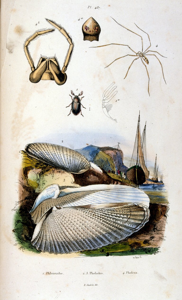 Botanische und zoologische Illustration von F. E. Guerin. Aus Dictionnaire pittoresque d