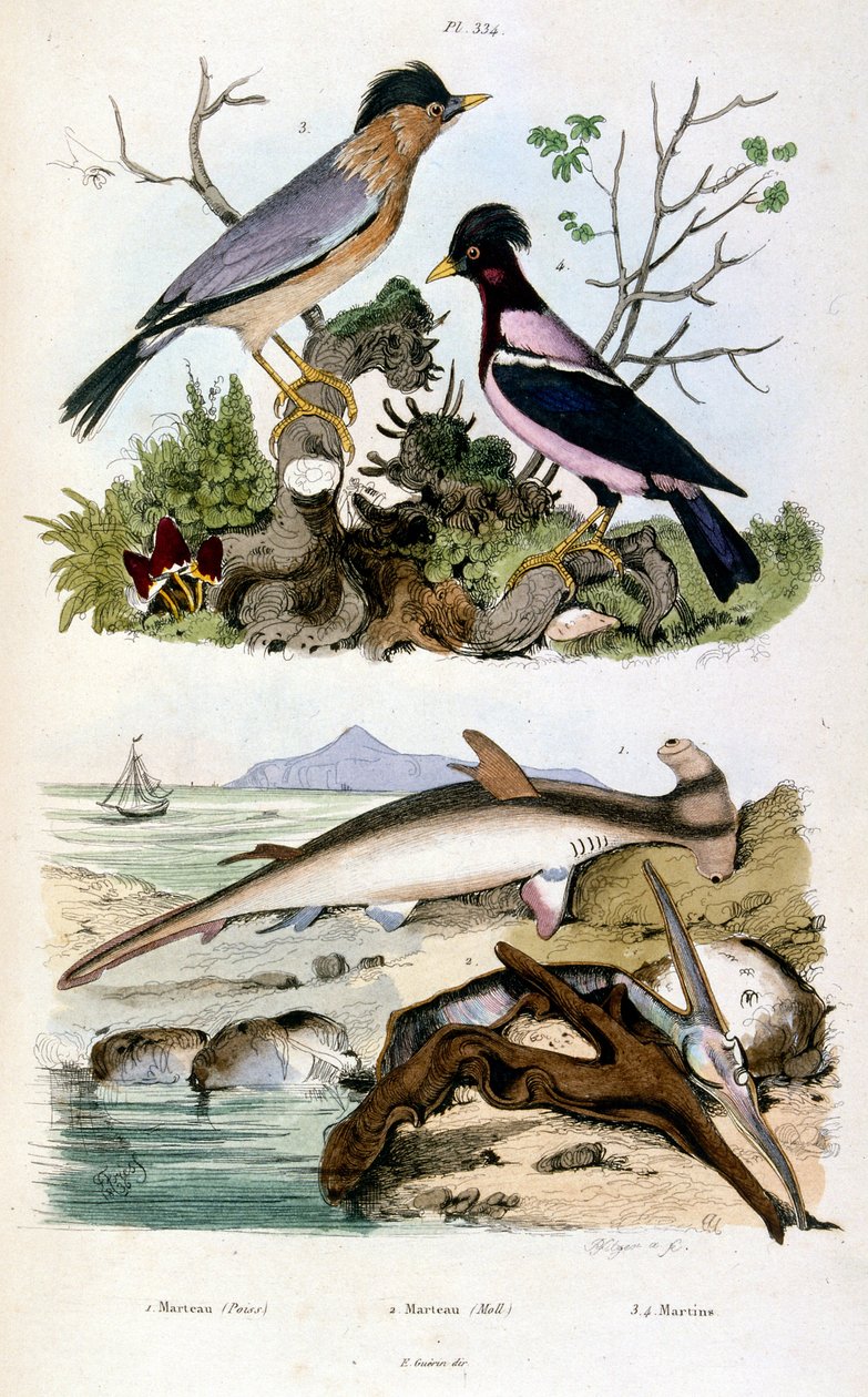 Botanische und zoologische Illustration von F. E. Guerin. Aus Dictionnaire pittoresque d