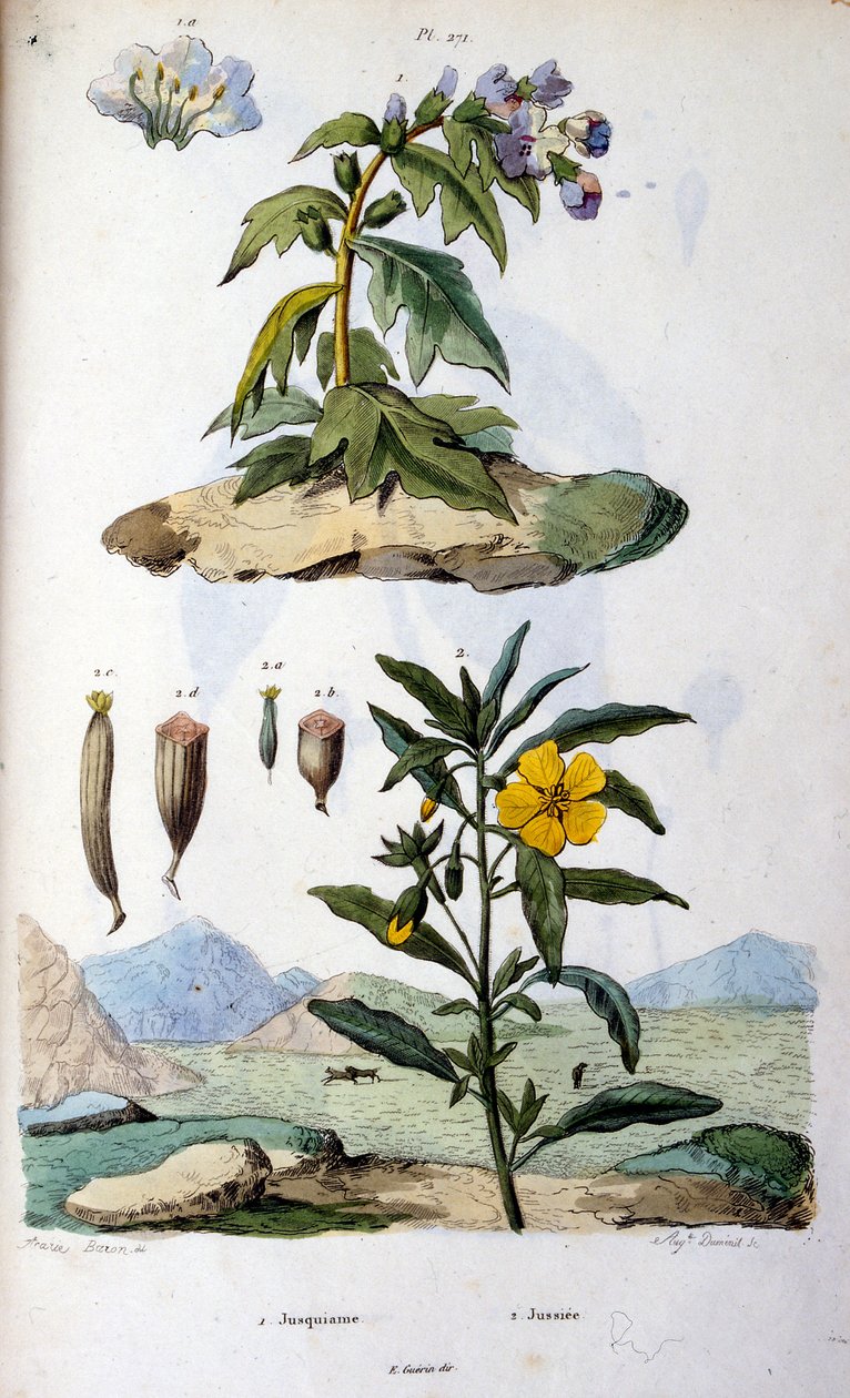 Botanische und zoologische Illustration von F. E. Guerin. Aus Dictionnaire pittoresque d