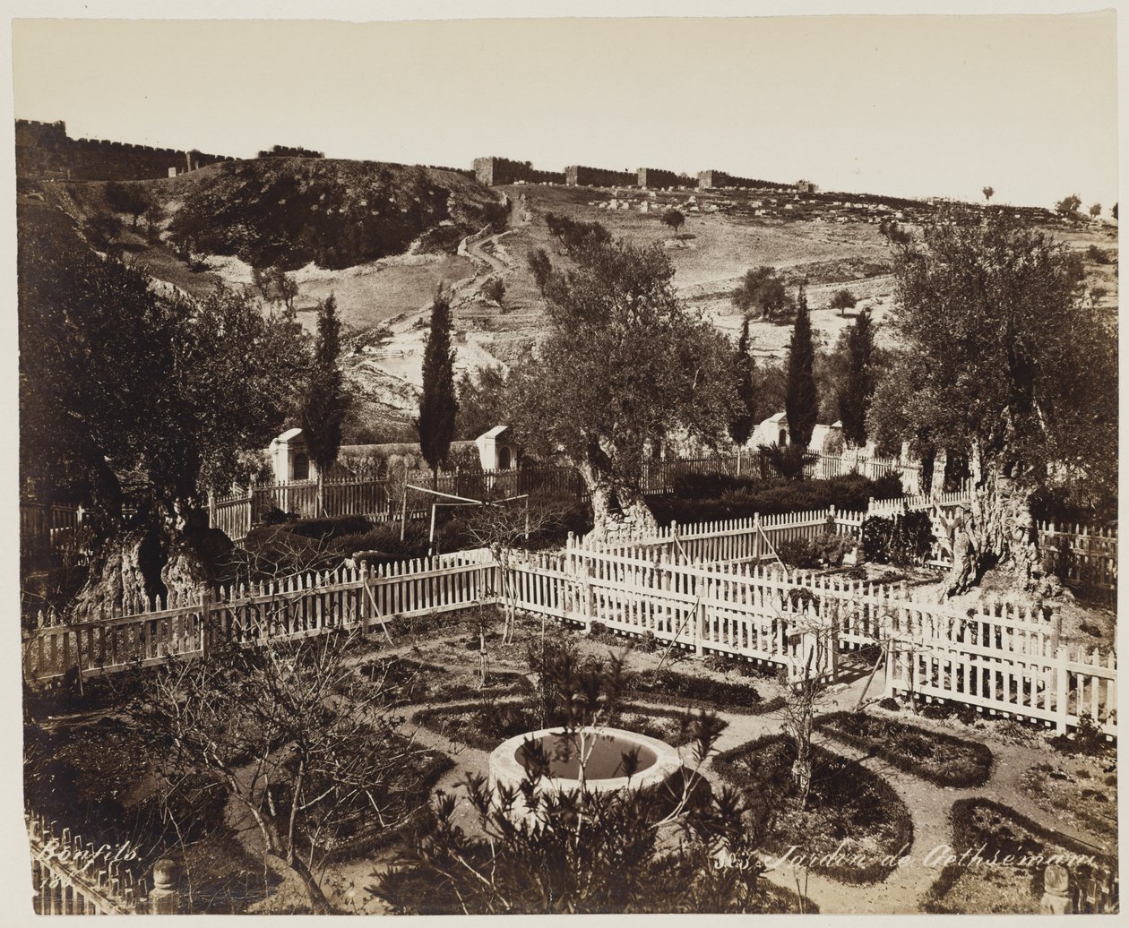Garten von Gethsemane #303 von Félix Bonfils