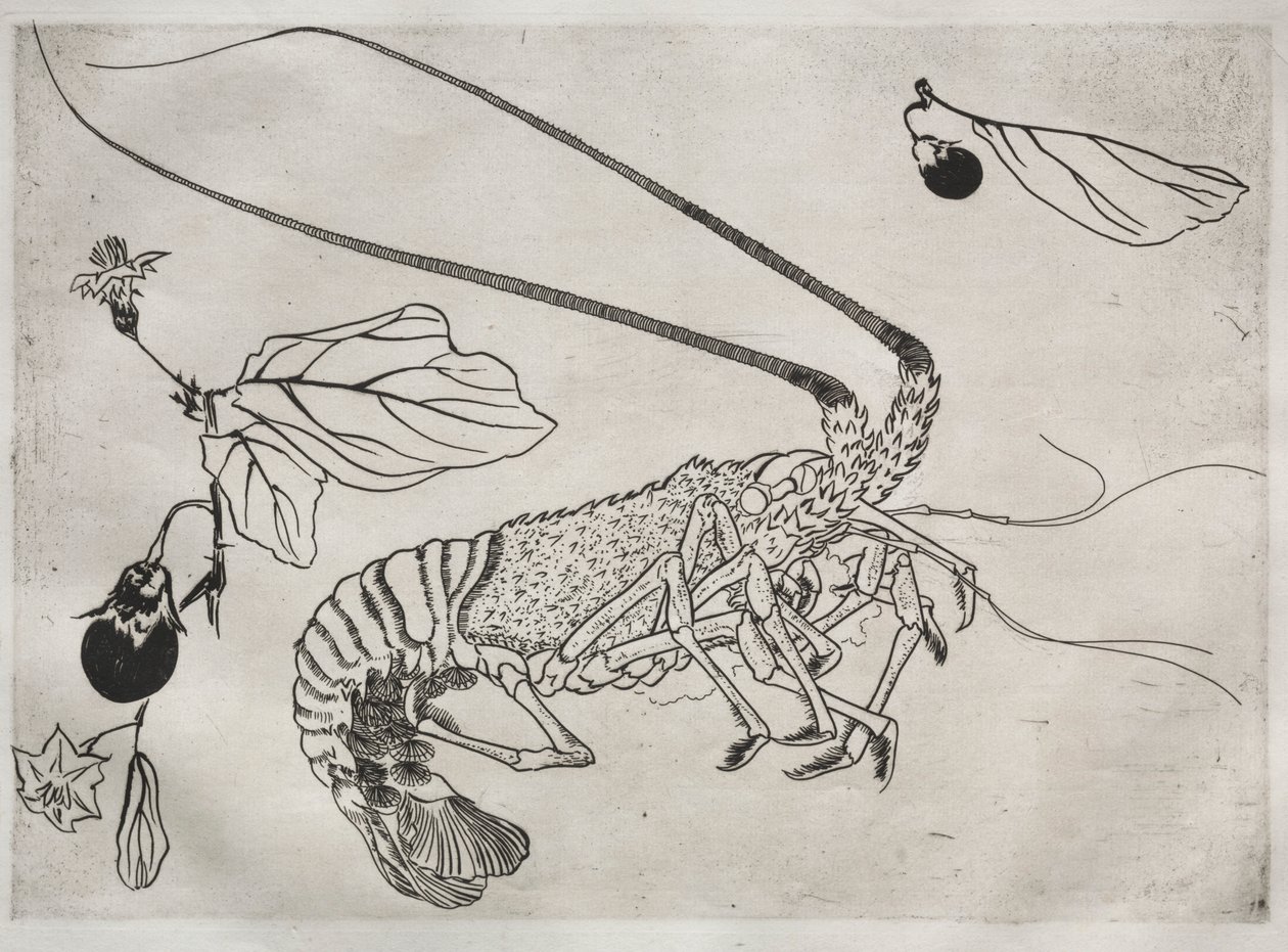 Großer Hummer mit erhobenen Antennen Nr. 21, 1866 von Felix Bracquemond