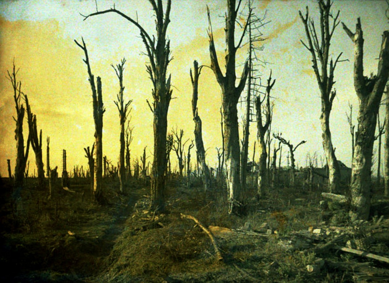 Bäume, die während der Schlacht zerstört wurden, Chaulnes, Somme, Frankreich, 1917 von Fernand Cuville