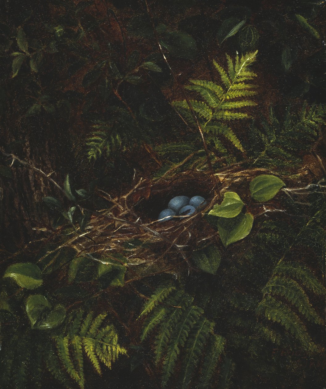 Vogelnest und Farne, 1863 von Fidelia Bridges