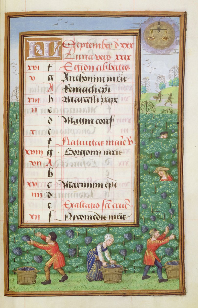 Ms 1058-1975 f9r Trauben ernten, illuminierte Kalenderseite für September, aus einem Stundenbuch, ca. 1500 von Flemish School