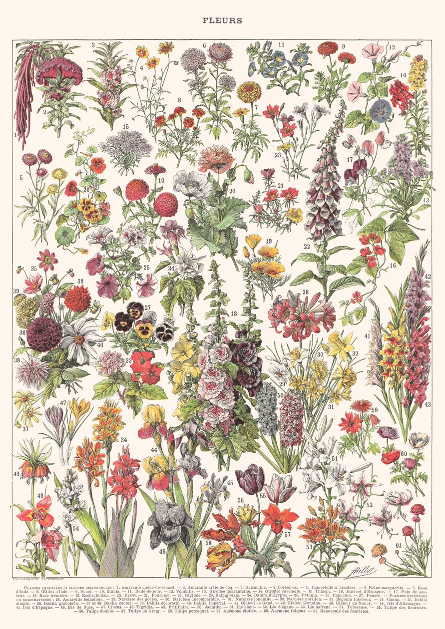Fleur I - ASTER EDITION, 2023 von Florent Bodart
