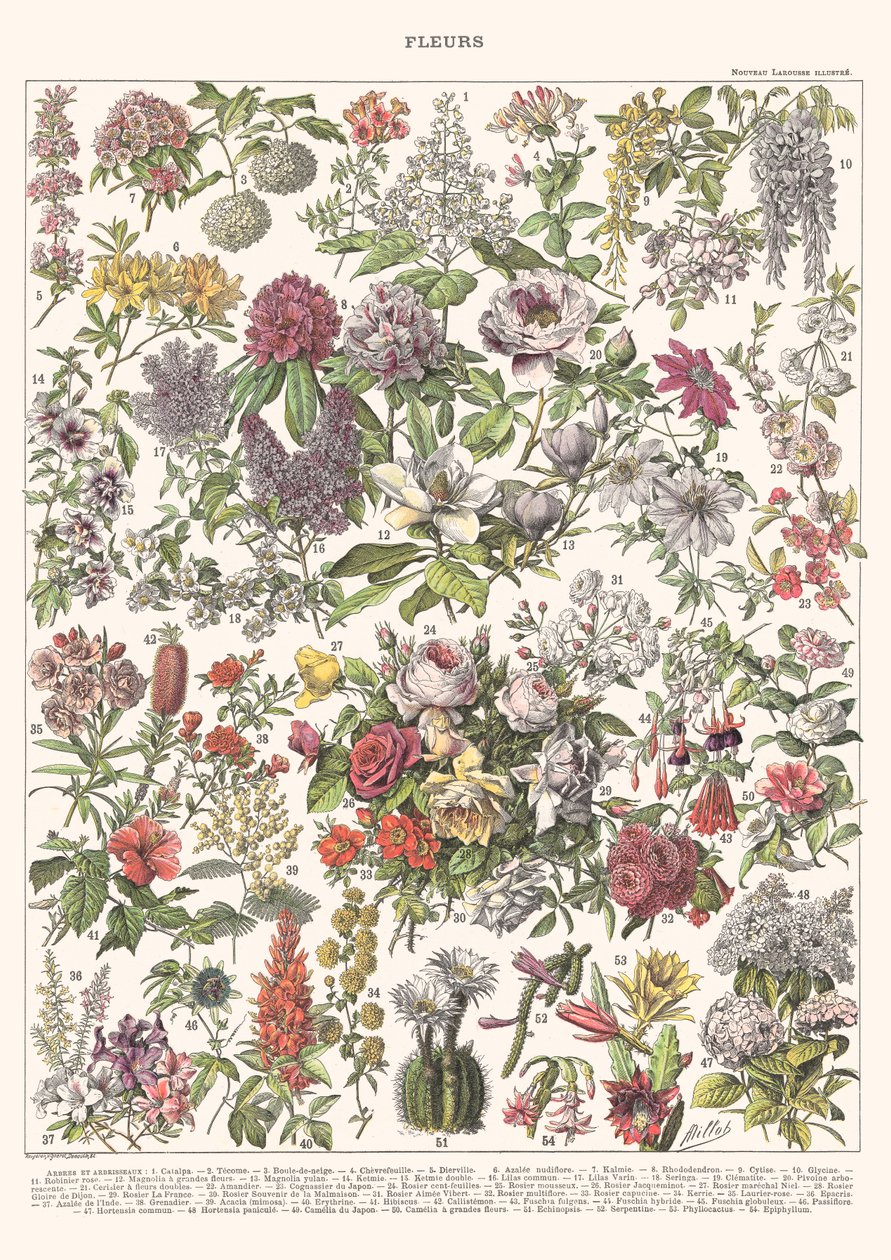 Blumen II - ASTER EDITION, 2023 von Florent Bodart