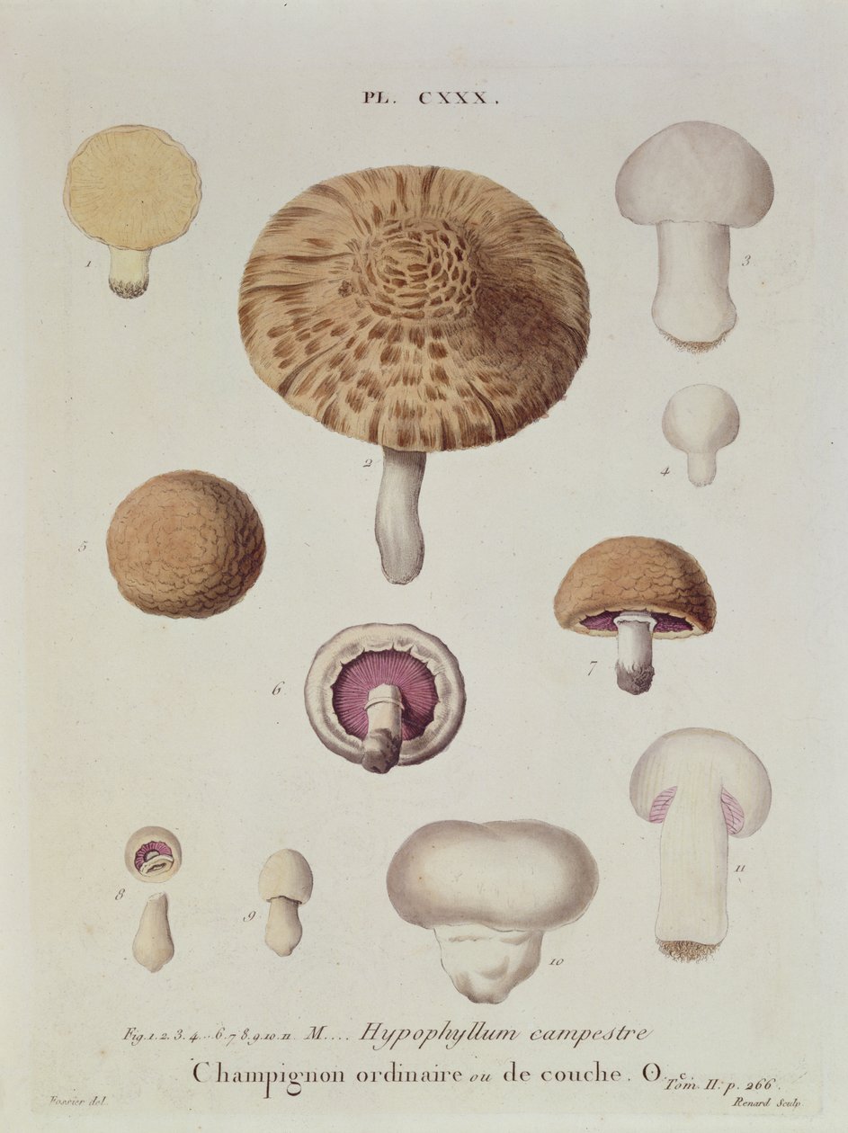 Hypophyllum campestre oder der Feldpilz, Tafel 130 aus 