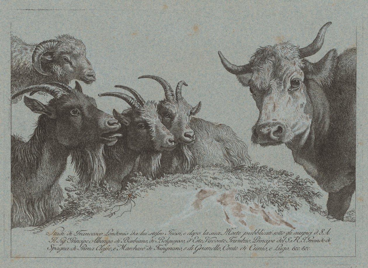 Studie von Köpfen: Drei Ziegen, ein Ochse und ein Widder, veröffentlicht ca. 1783 von Francesco Londonio