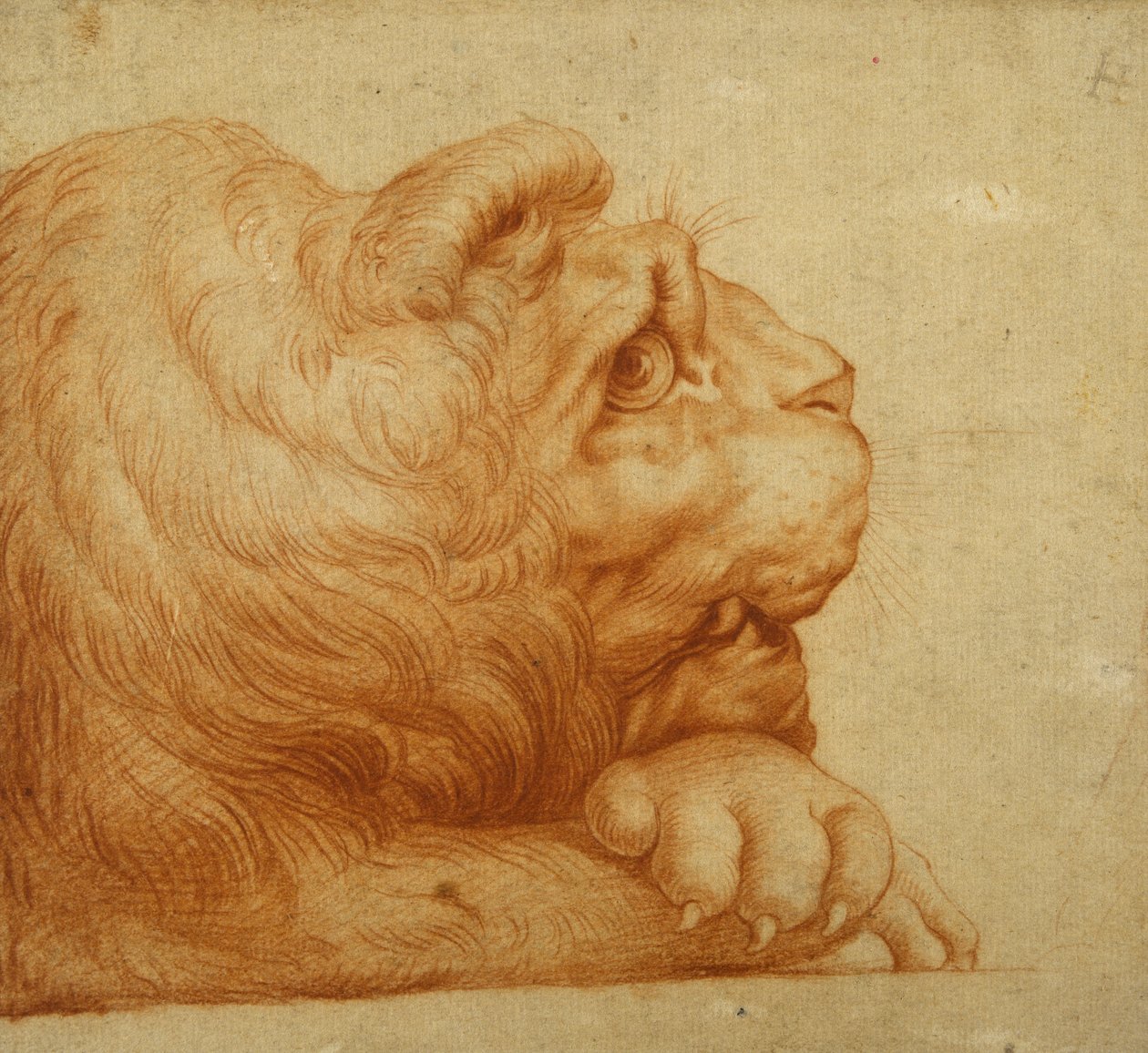 Ein Löwenkopf im Profil von Francesco de Rossi Salviati Cecchino