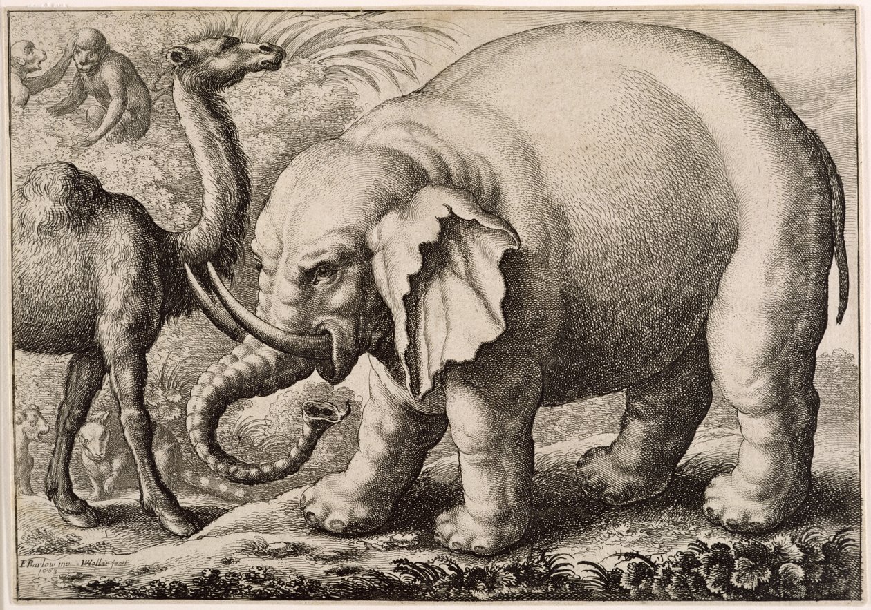 Ein Elefant und ein Kamel, graviert von Wenceslaus Hollar (1607-77) 1663 von Francis Barlow