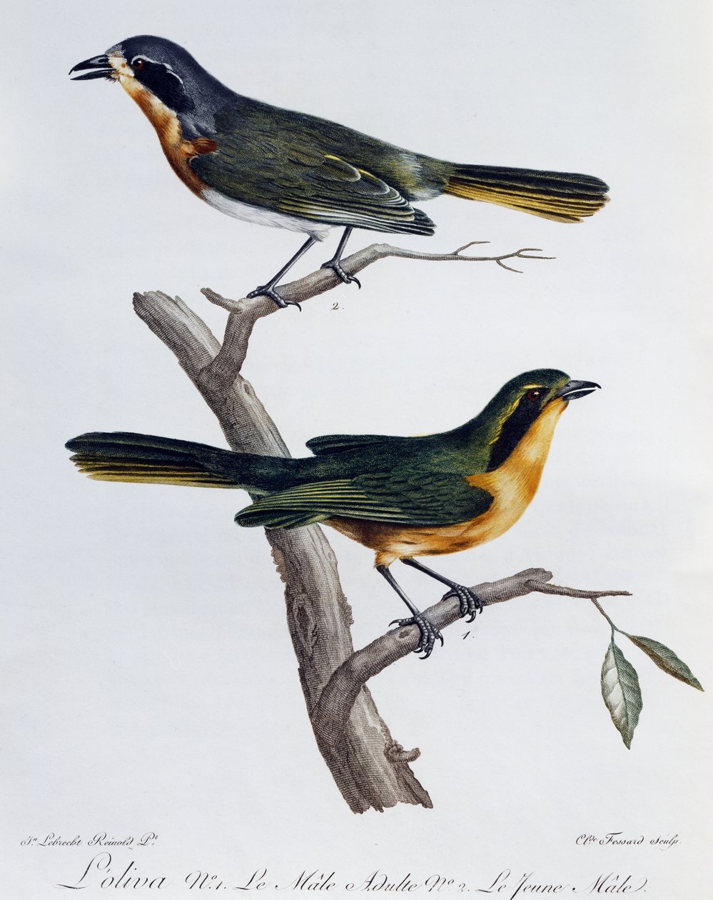 Erwachsenes Männchen und Jungtier des Olivbuschsängers (Telophorus olivaceus), Gravur aus Histoire Naturelle des Oiseaux d