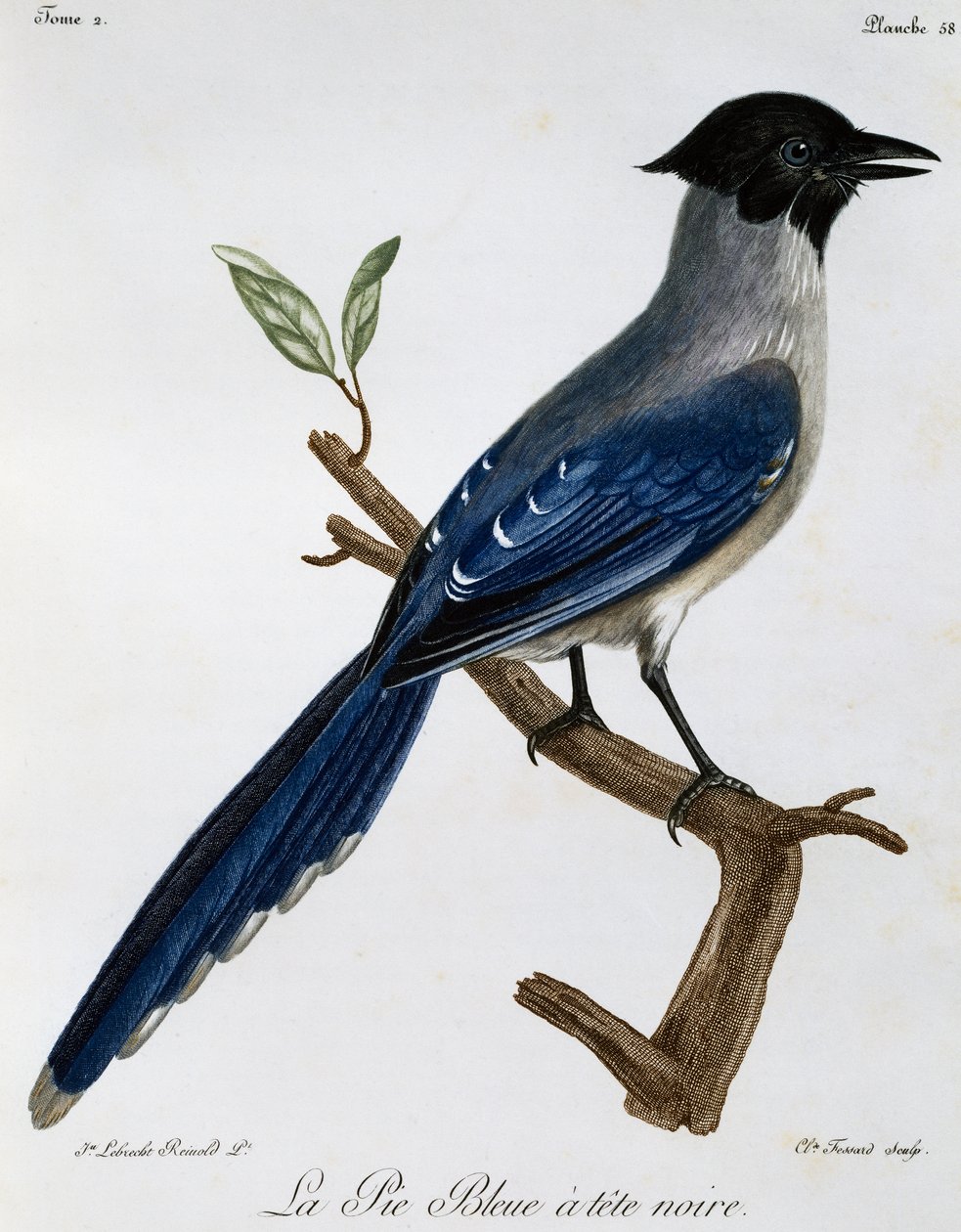 Blauelster (Cyanopica cyanus), Gravur aus Histoire Naturelle des Oiseaux d