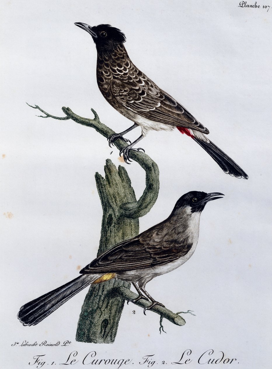 Kap-Bülbül (Pycnonotus capensis) und darunter Garten-Bülbül (Pycnonotus barbatus), Gravur aus Histoire Naturelle des Oiseaux d