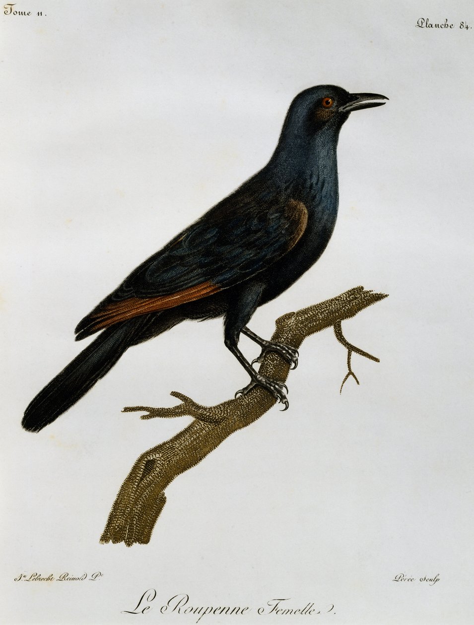 Weiblicher Rotflügelstar (Onychognathus morio), Gravur aus Histoire Naturelle des Oiseaux d