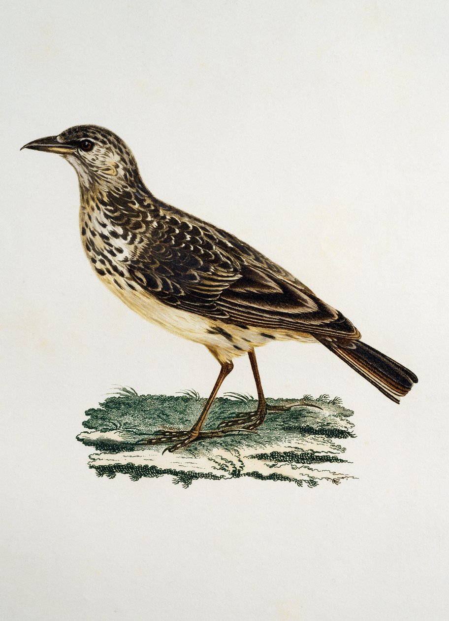 Dickschnabellerche (Galerida magnirostris), Gravur aus Histoire Naturelle des Oiseaux d