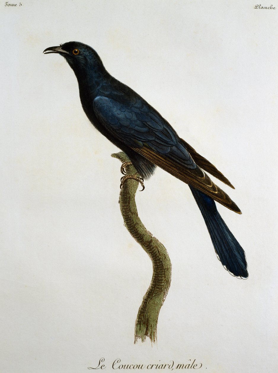 Männlicher Schwarzkuckuck (Cuculus clamosus), Gravur aus Histoire Naturelle des Oiseaux d
