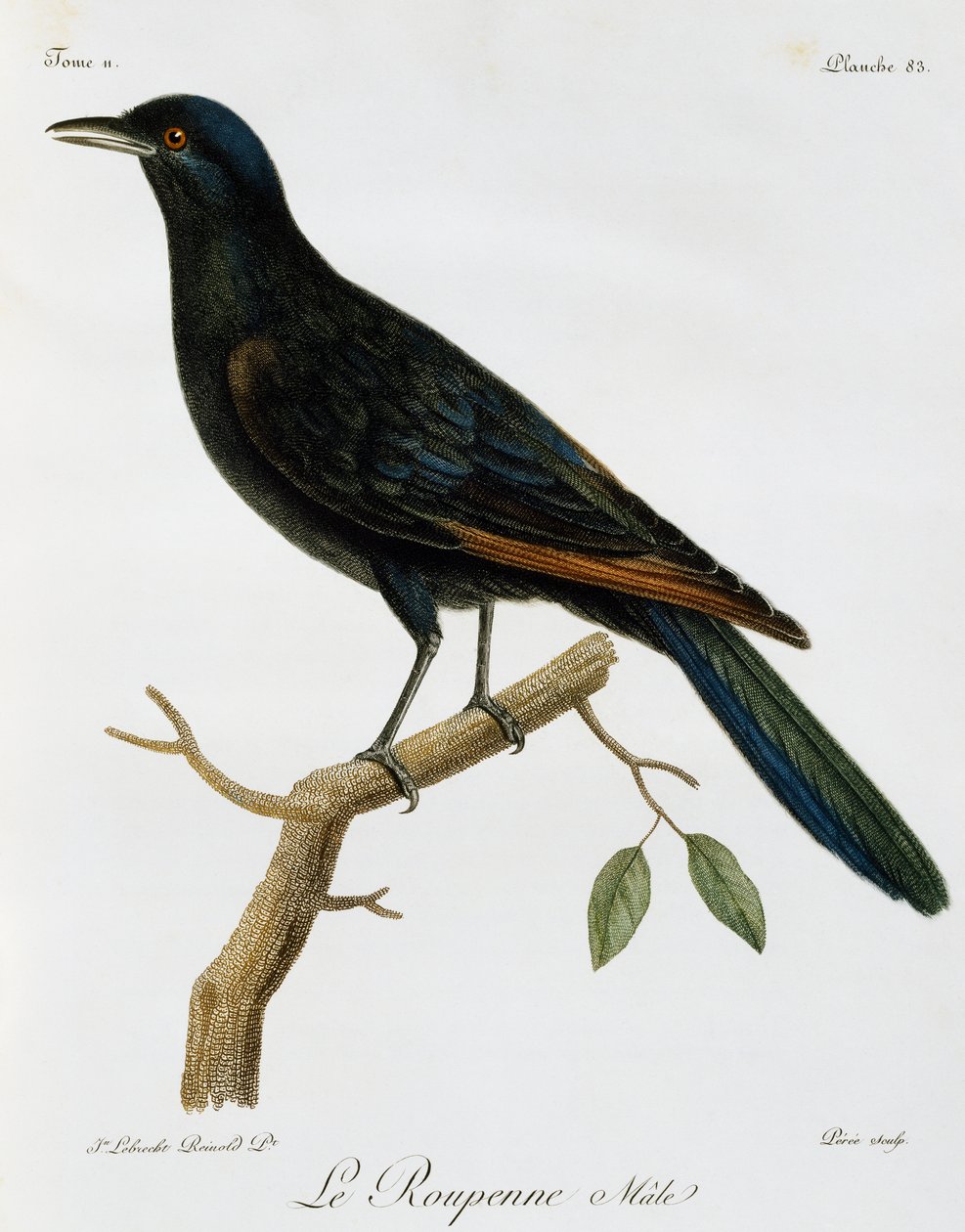 Männlicher Rotflügelstar (Onychognathus morio), Gravur aus Histoire Naturelle des Oiseaux d