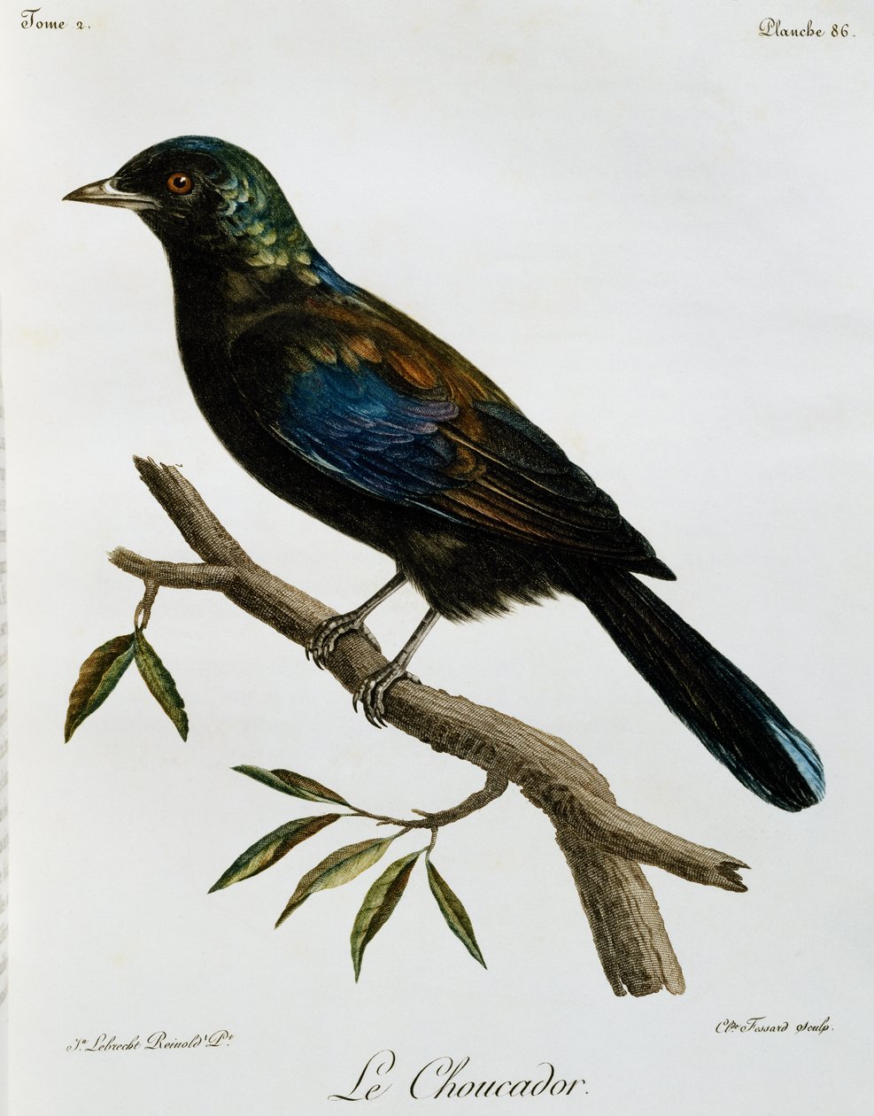 Principe Glanzstar (Lamprotornis ornatus), Gravur aus Histoire Naturelle des Oiseaux d