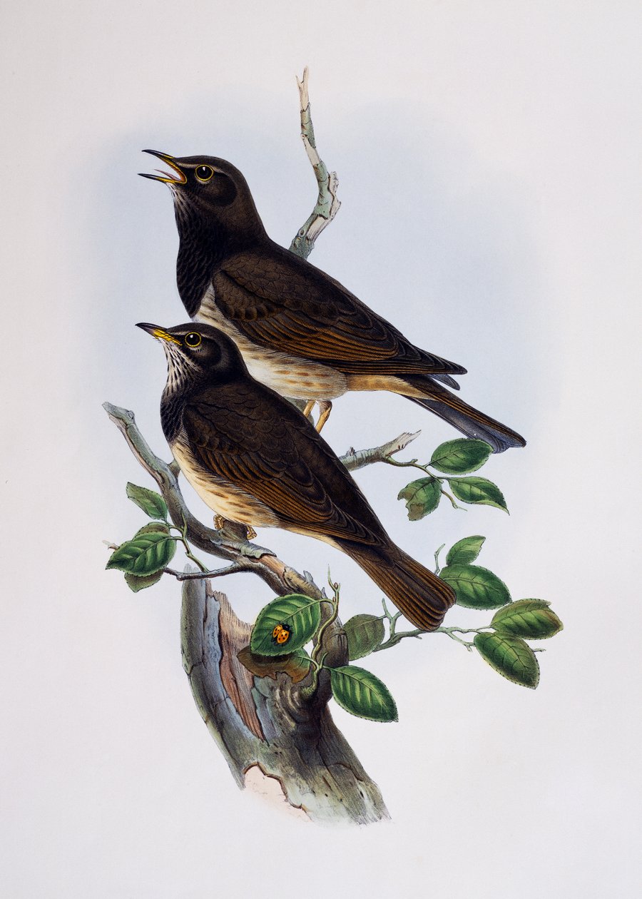 Rotflügelglanzstar (Lamprotornis nitens), Gravur aus Histoire Naturelle des Oiseaux d