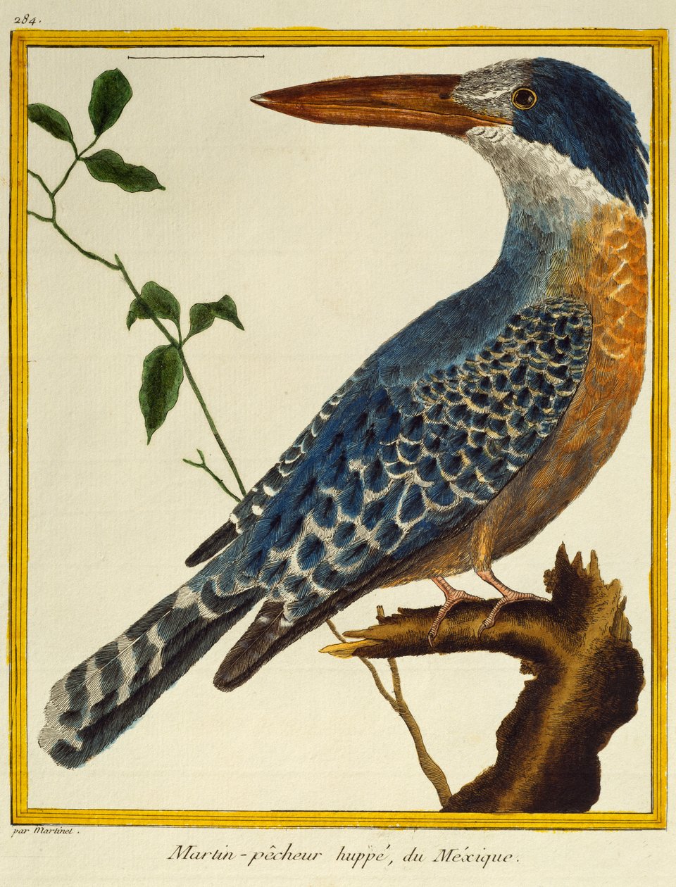 Rieseneisvogel (Megaceryle maxima), aus Histoire naturelle des oiseaux von Francois Nicolas Martinet