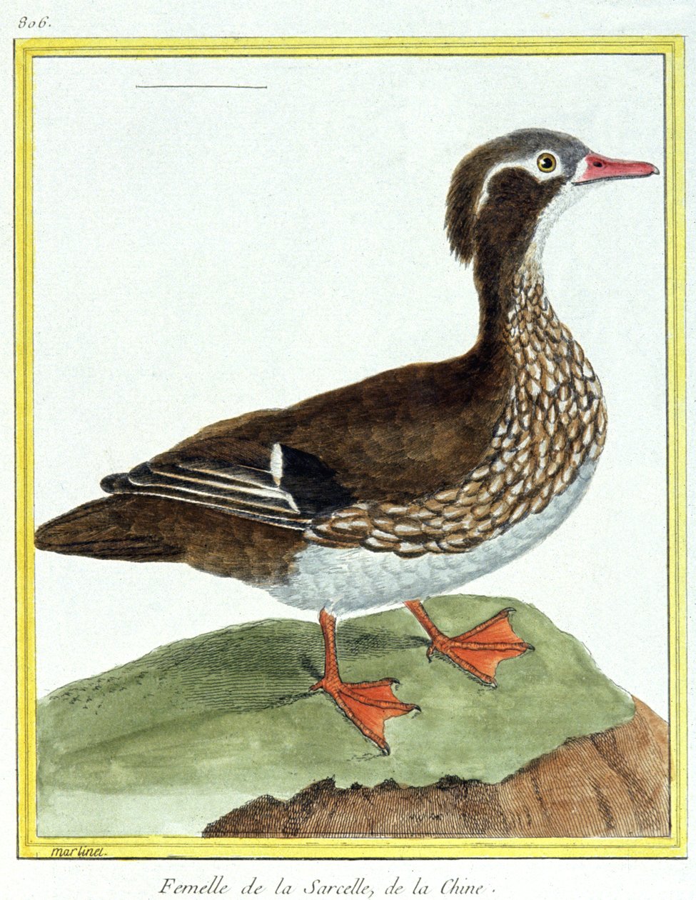 Wissenschaft. Zoologie. Chinesische Krickente. Gravur von Francois Nicolas Martinet in: Histoire naturelle des oiseaux, von Georges Louis Leclerc de Buffon, Frankreich, ca. 1777 von Francois Nicolas Martinet