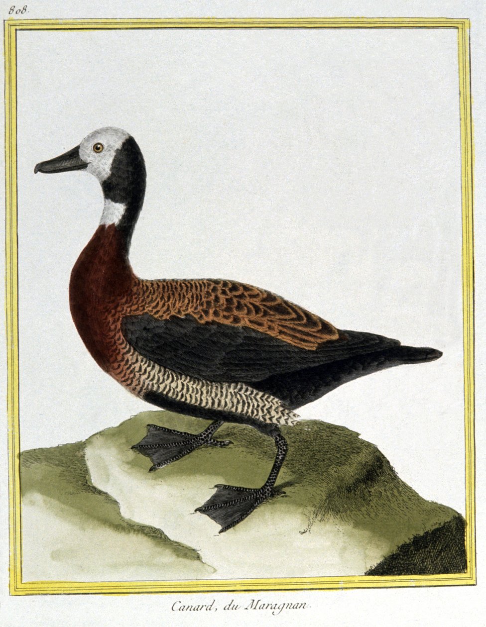 Wissenschaft. Zoologie. Eurasische Pfeifente. Gravur von Francois Nicolas Martinet in: Histoire naturelle des oiseaux, von Georges Louis Leclerc de Buffon, Frankreich, ca. 1777 von Francois Nicolas Martinet