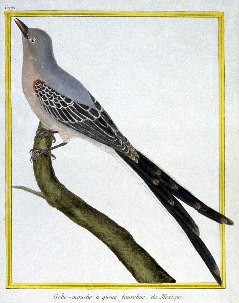 Wissenschaft. Zoologie. Fliegenschnäpper von Mexiko. Gravur von Francois Nicolas Martinet in: Histoire naturelle des oiseaux, von Georges Louis Leclerc de Buffon, Frankreich, ca. 1777 von Francois Nicolas Martinet