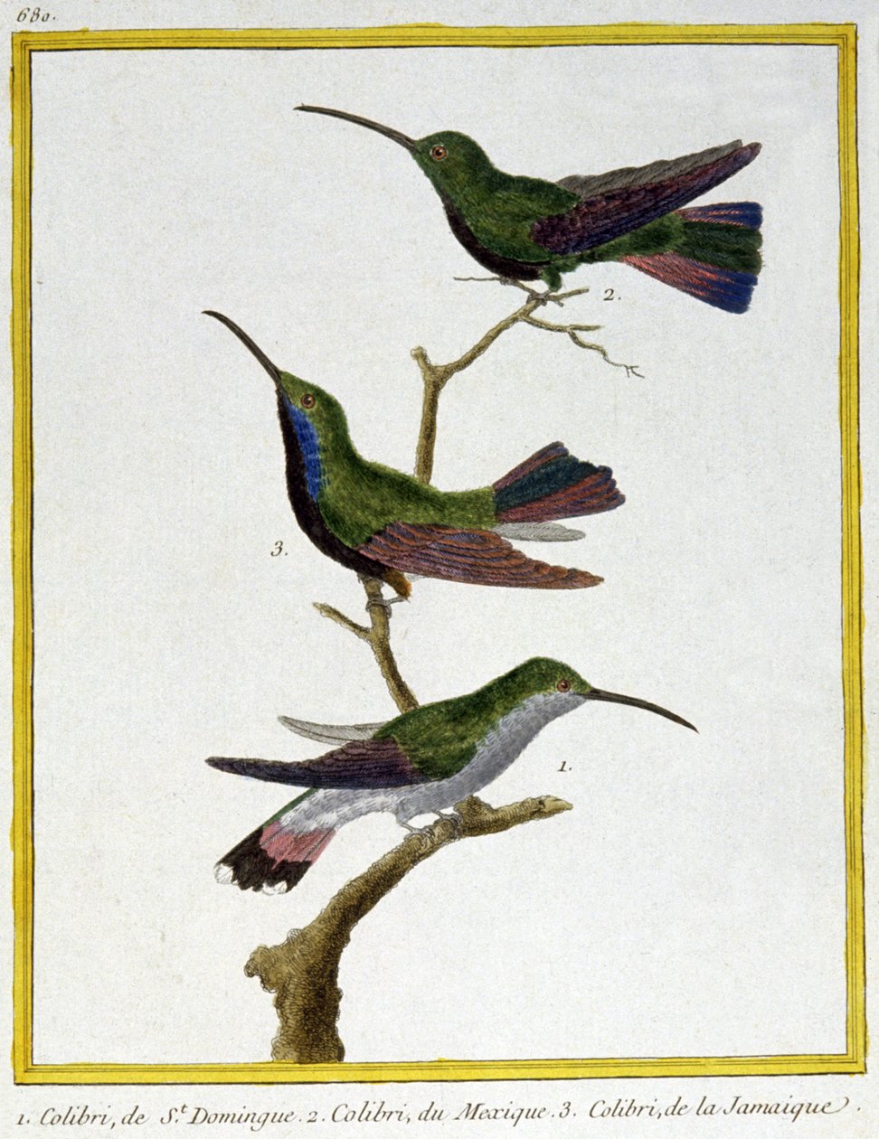 Wissenschaft. Zoologie. Kolibri von Santo Domingo, Mexiko und Jamaika. Gravur von Francois Nicolas Martinet in: Histoire naturelle des oiseaux, von Georges Louis Leclerc de Buffon, Frankreich, ca. 1777 von Francois Nicolas Martinet