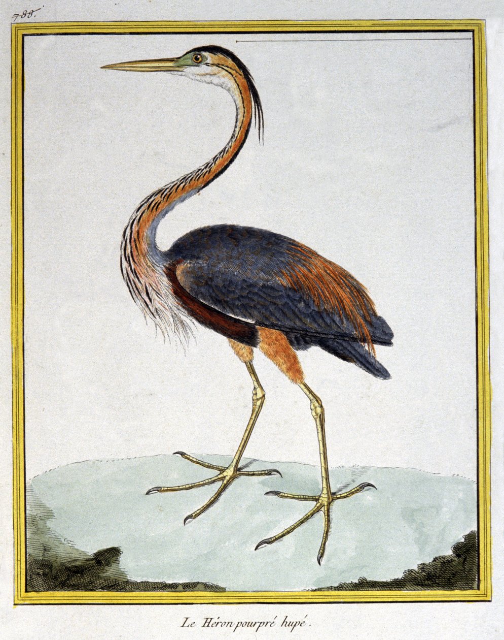 Wissenschaft. Zoologie. Purpurreiher. Gravur von Francois Nicolas Martinet in: Histoire naturelle des oiseaux, von Georges Louis Leclerc de Buffon, Frankreich, ca. 1777 von Francois Nicolas Martinet