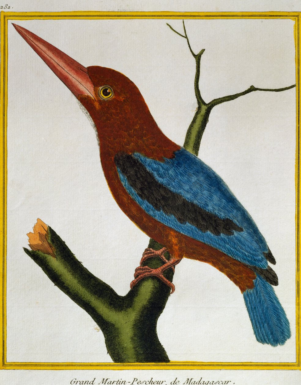 Weißkehliger Eisvogel (Halcyon smyrnensis), aus Histoire naturelle des oiseaux von Francois Nicolas Martinet